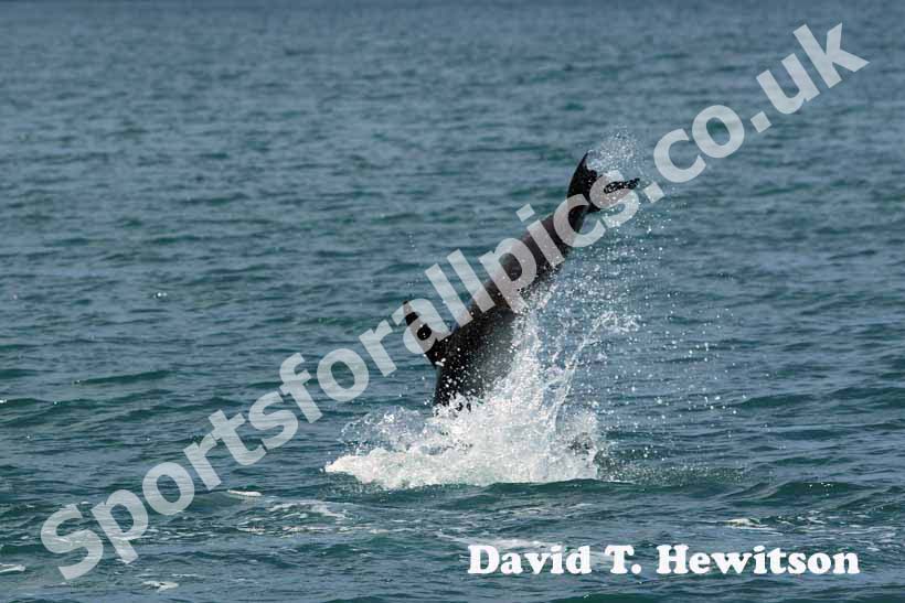 Dolphin watch at Paihia, Bay of Islands, New Zealand.